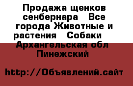 Продажа щенков сенбернара - Все города Животные и растения » Собаки   . Архангельская обл.,Пинежский 